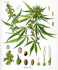 Cannabis_sativa_Koehler_drawing_200.jpg